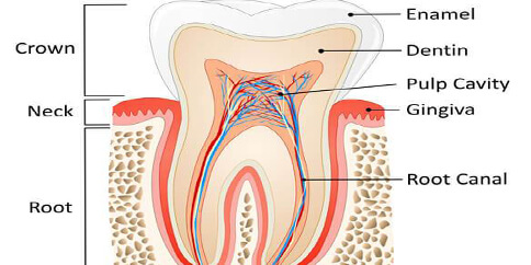 Endodontics